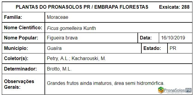 288_Ficus gomelleira