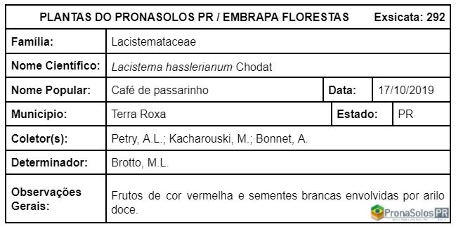 292_Lacistema hasslerianum