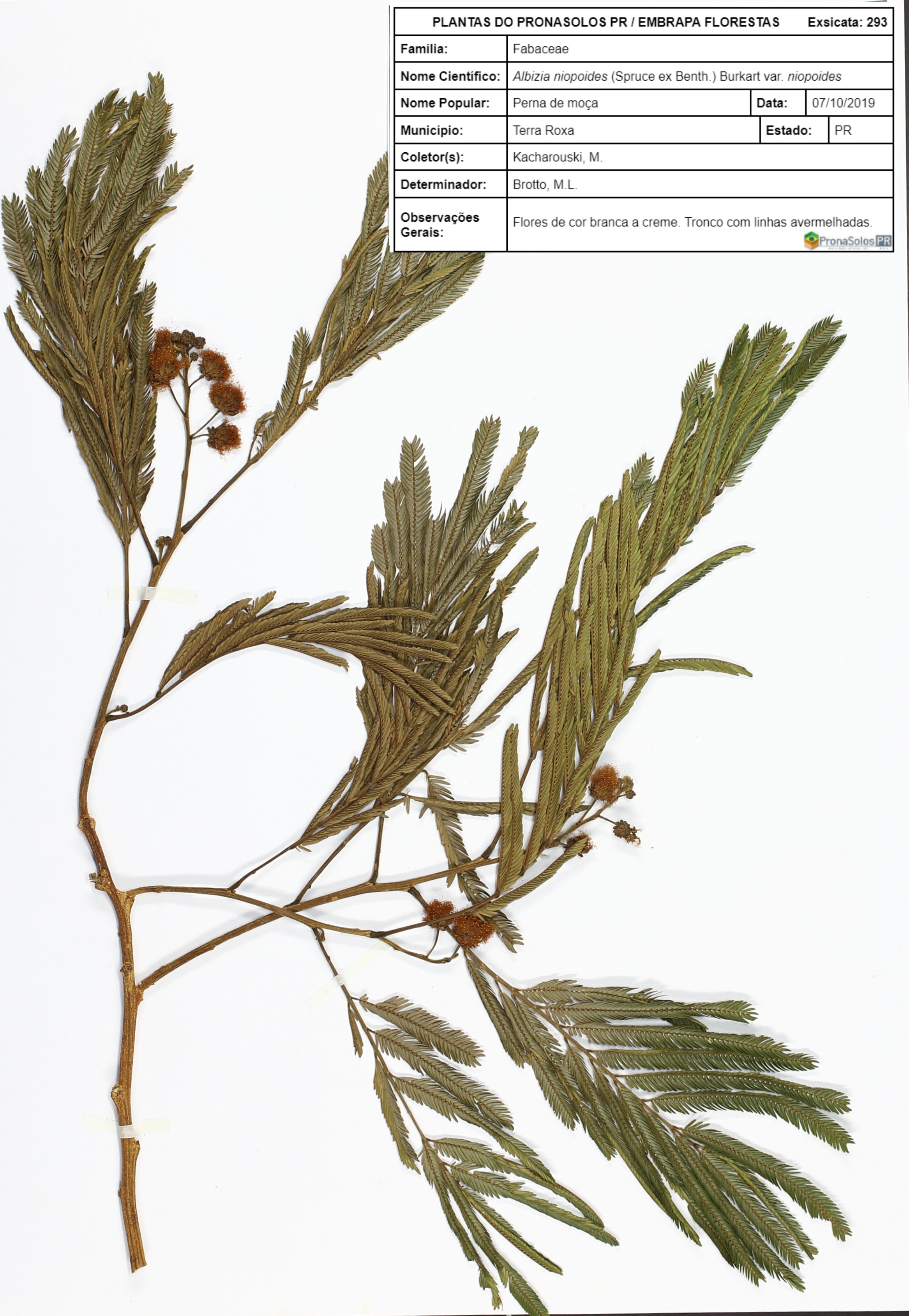 293_Albizia niopoides var. niopoides