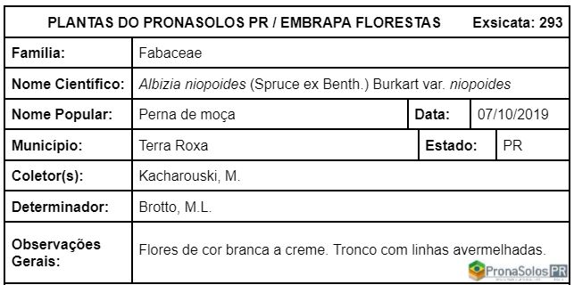 293_Albizia niopoides var niopoides