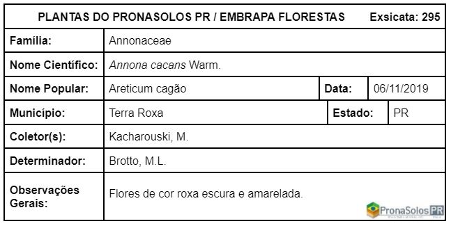 295_Annona cacans Warm