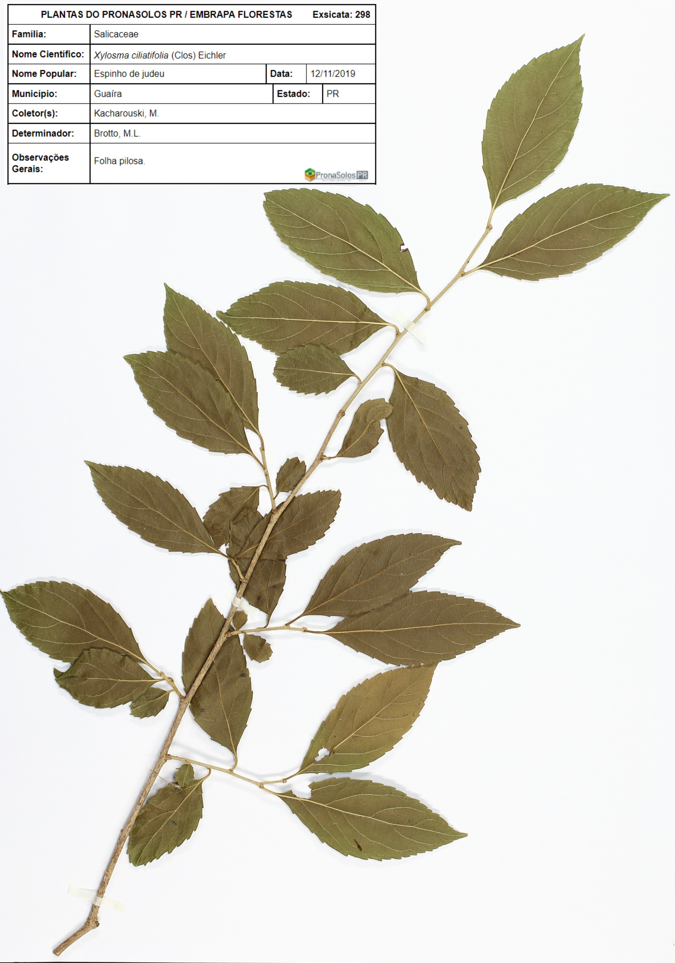 298_Xylosma ciliatifolia