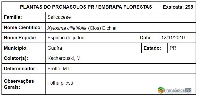 298_Xylosma ciliatifolia