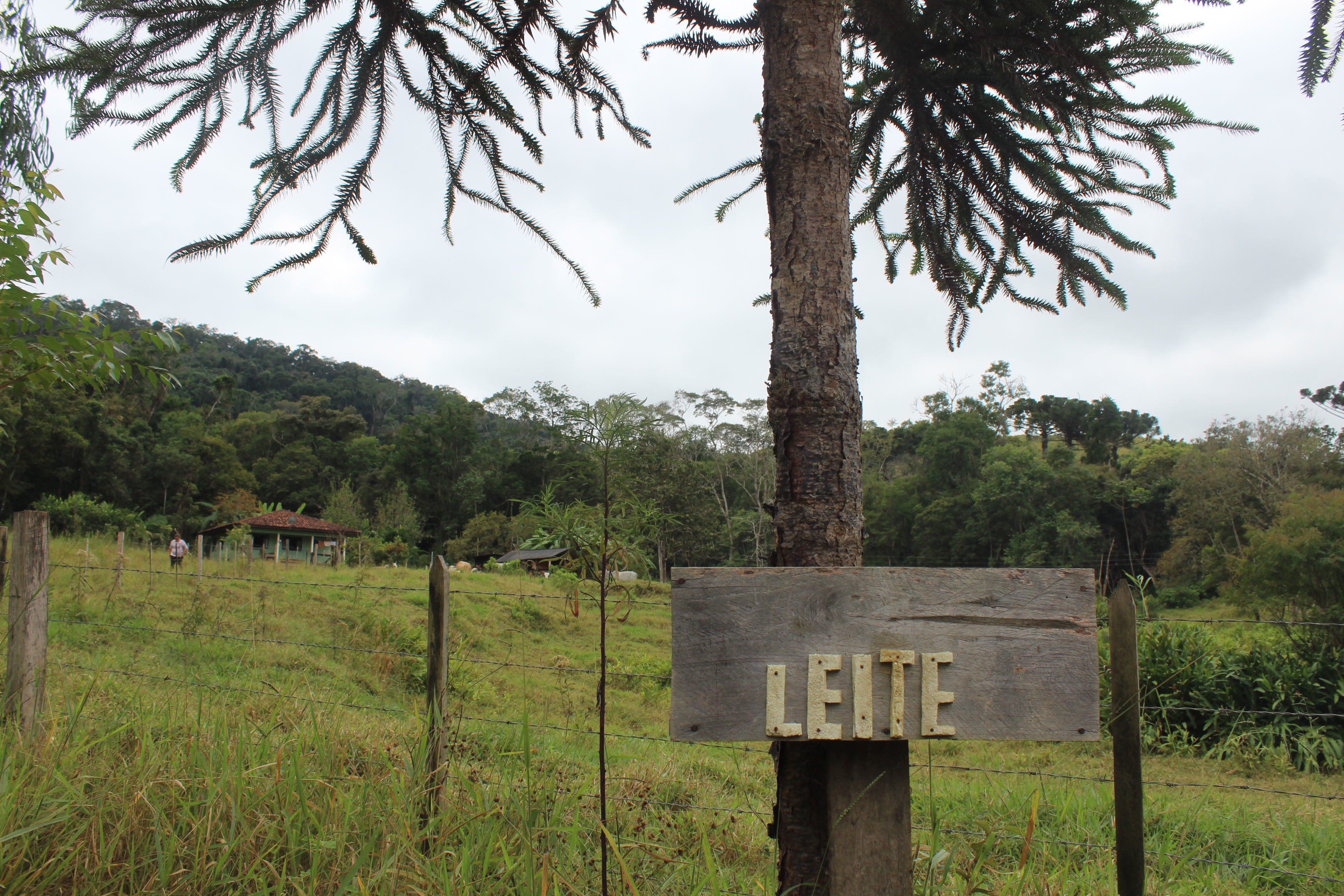 Programa estadual de distribuição de leite leva segurança alimentar ao Vale do Ribeira