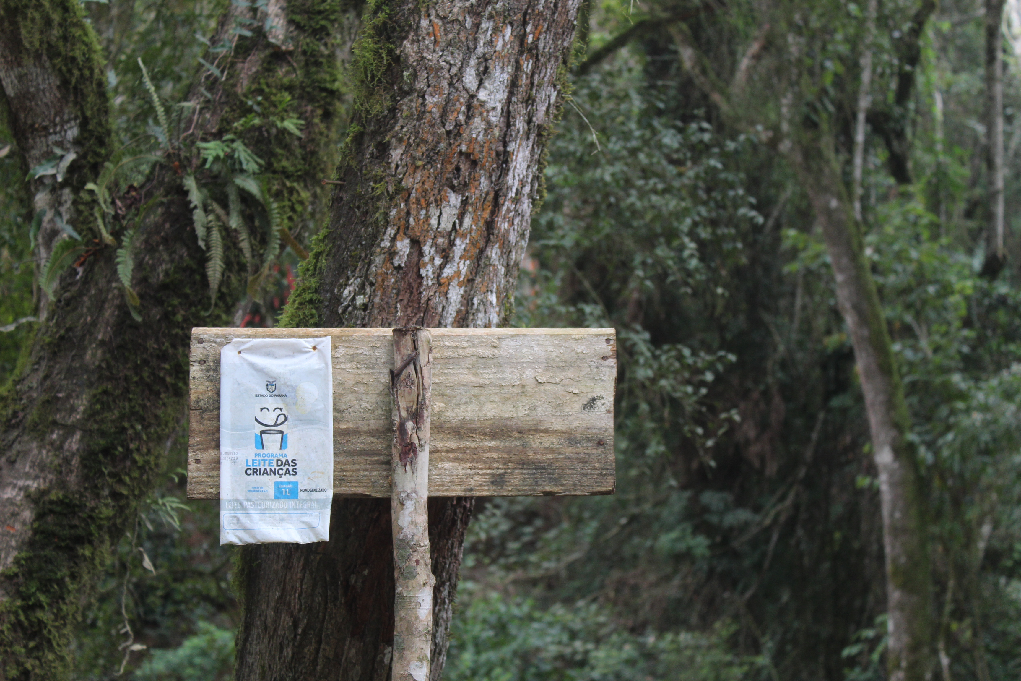 Programa estadual de distribuição de leite leva segurança alimentar ao Vale do Ribeira