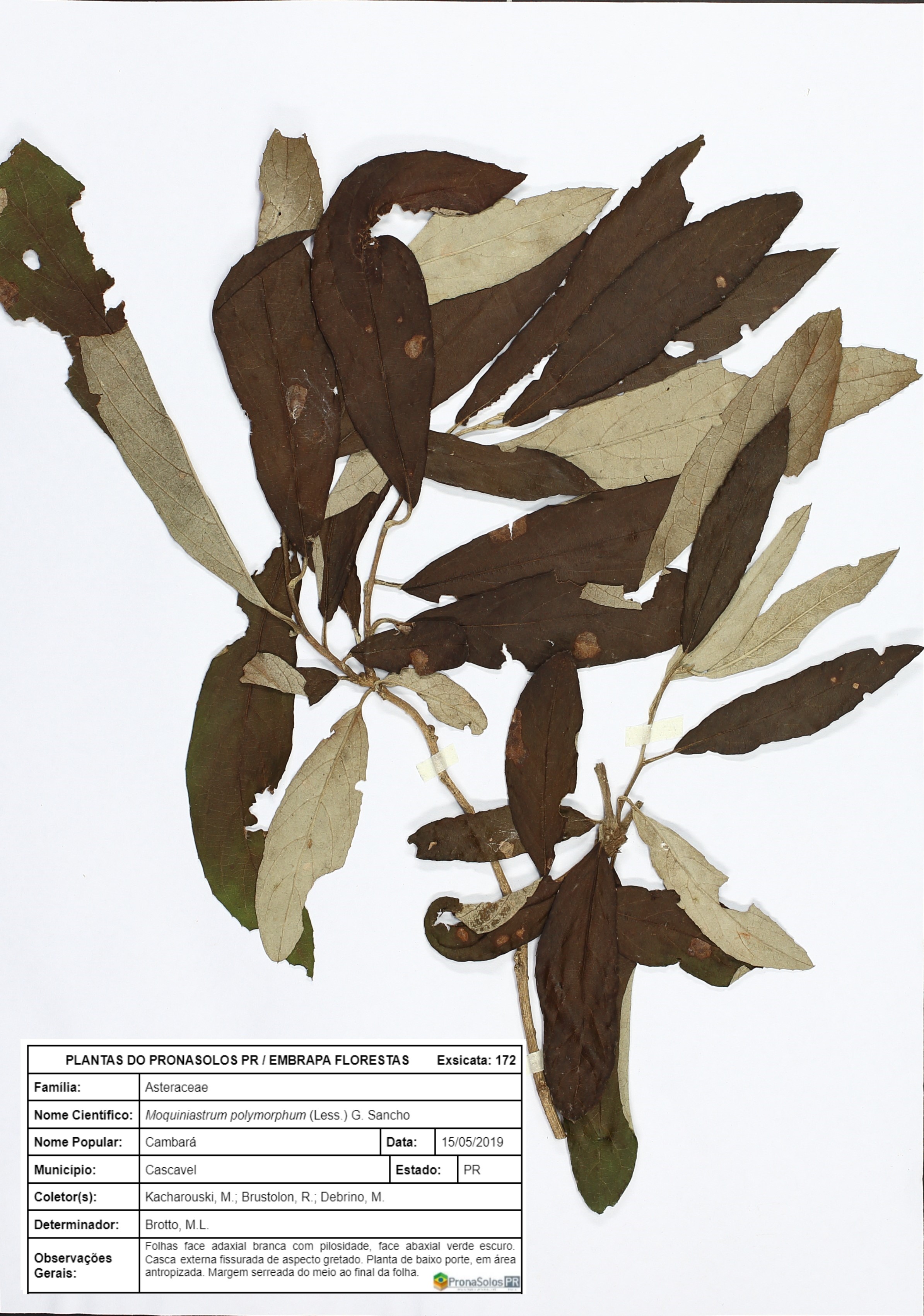 172_Moquiniastrum polymorphum