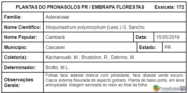 172_Moquiniastrum polymorphum