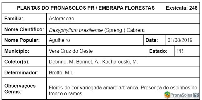 248_Dasyphyllum brasiliense