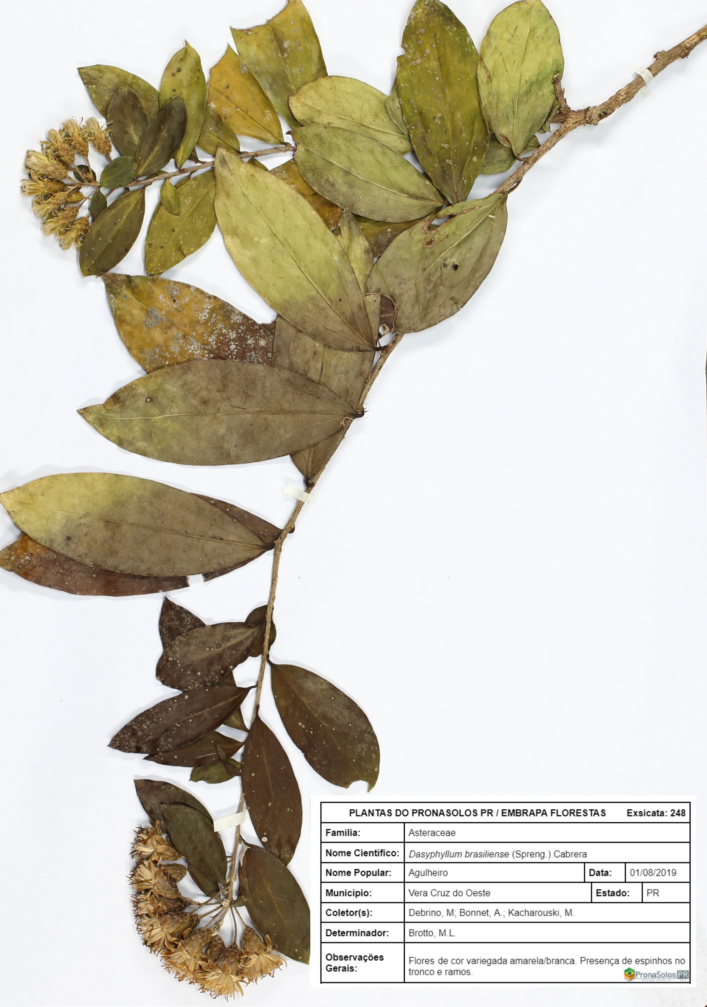 248_Dasyphyllum brasiliense