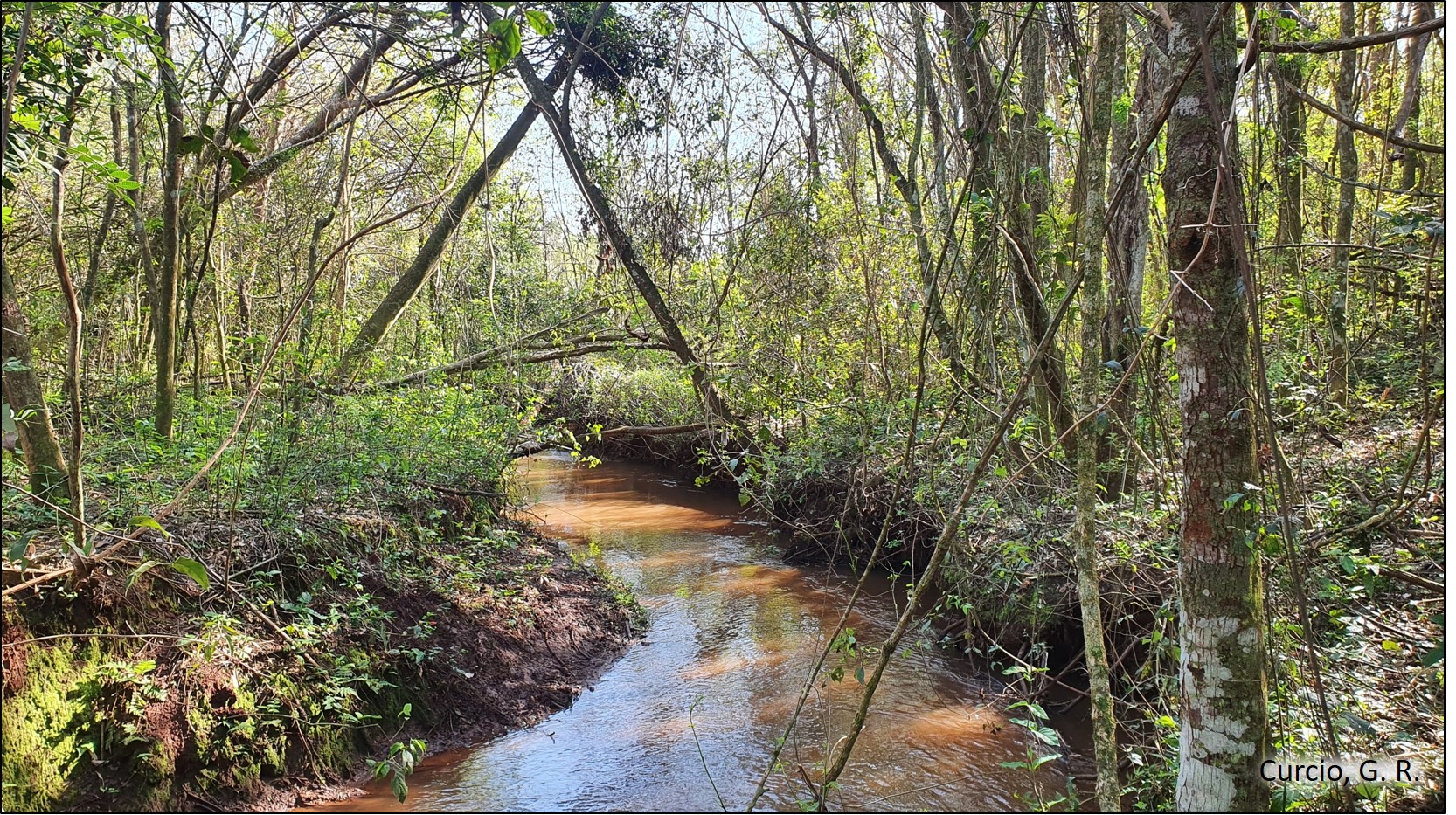 Figura 2 - Floresta fluvial degradada.