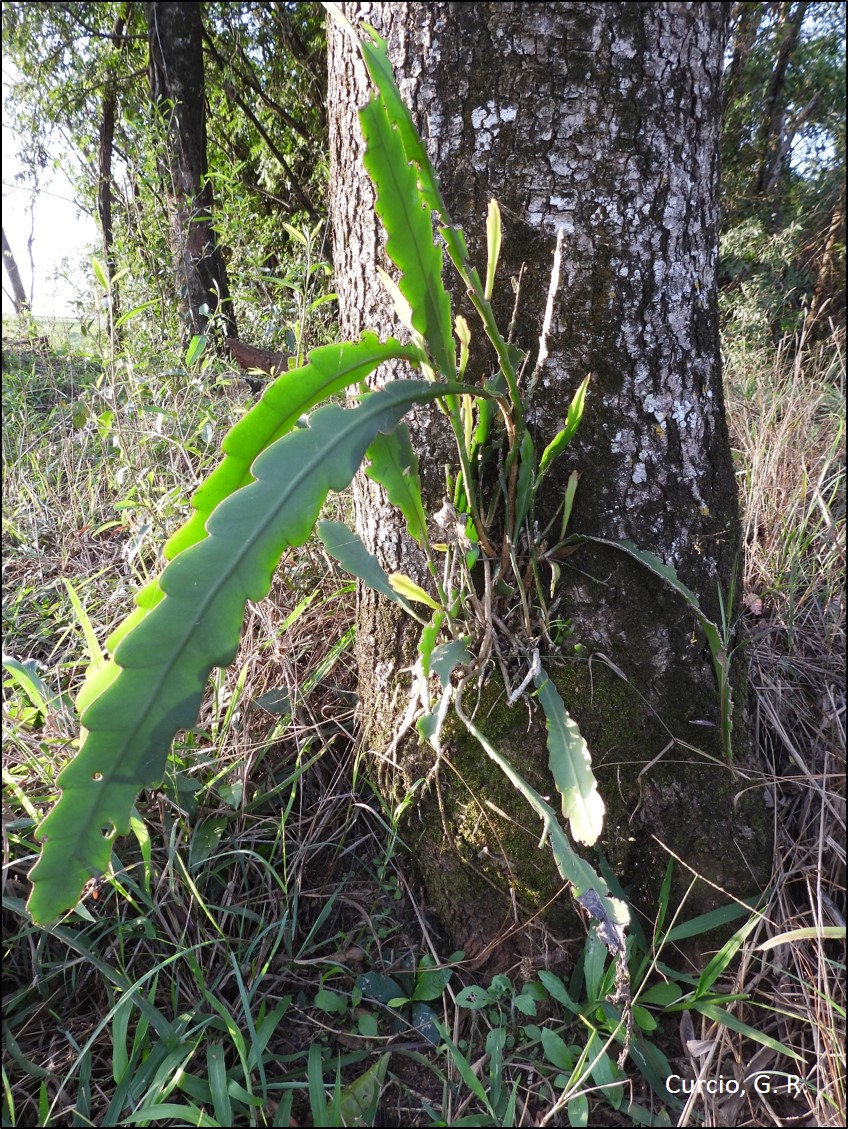 Figura 10 - Epiphyllum phyllanthus