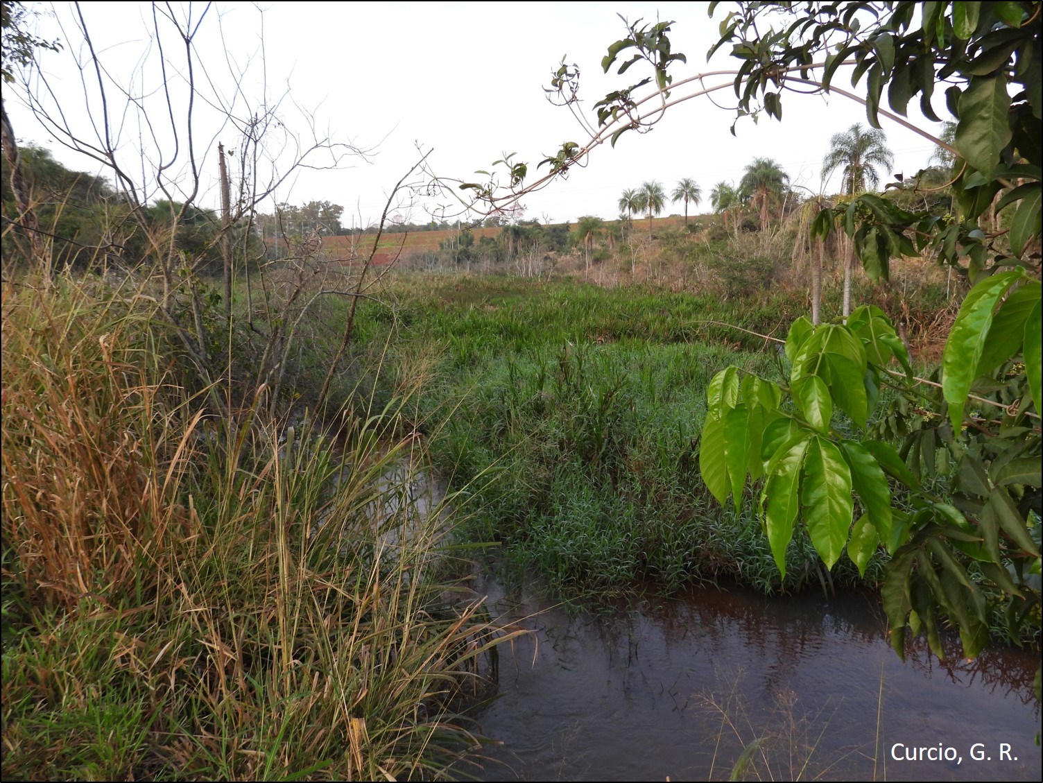 Figura 10 - Mortalidade em floresta fluvial.