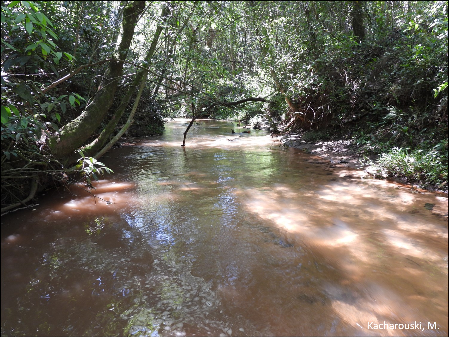 Figura 5 - Floresta fluvial sobre Neossolo Flúvico 