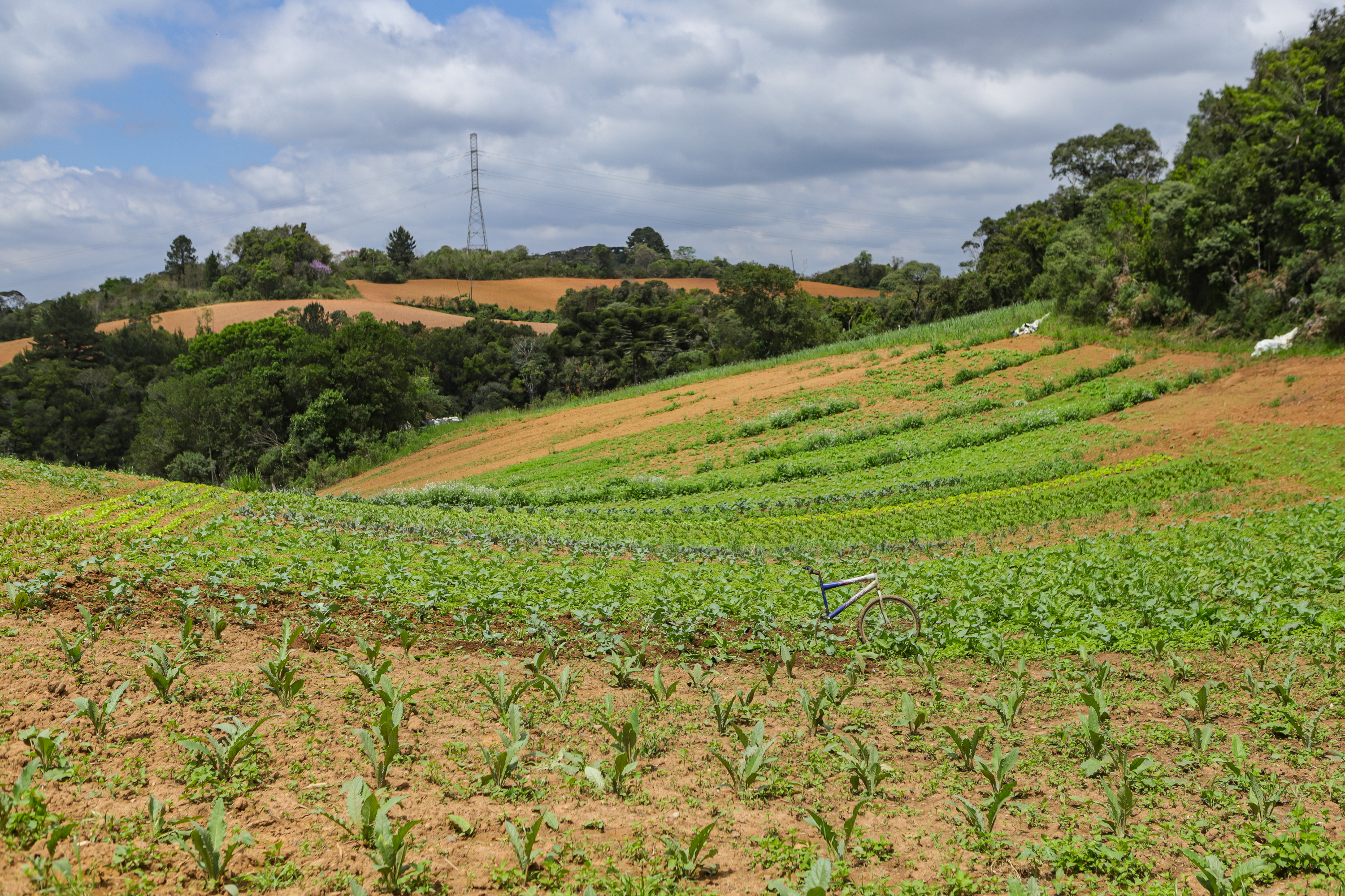 Líder nacional em alimentos orgânicos, Paraná investe para ampliar produção e consumo