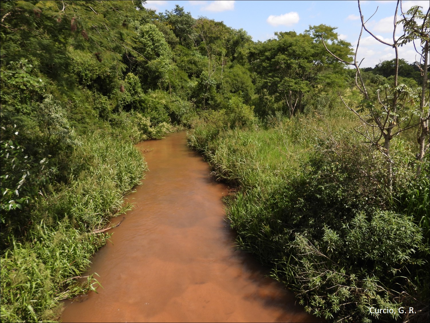 Figura 5 - Floresta fluvial degradada em margem de rio.