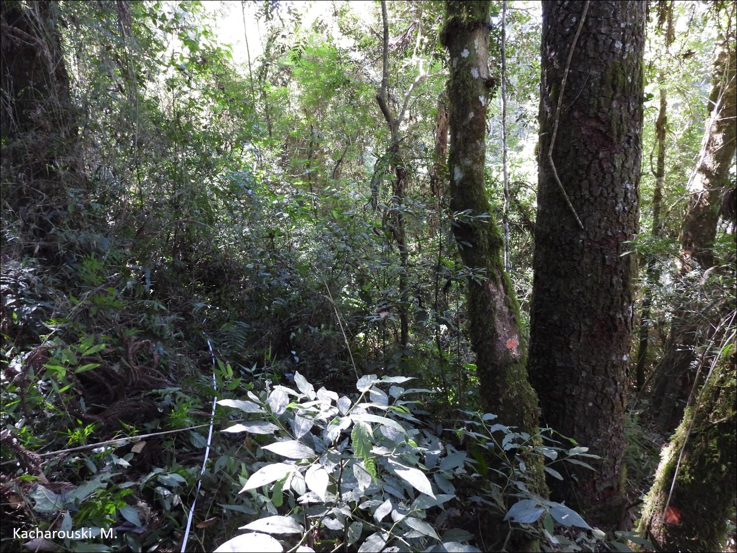 Figura 4 - Parcelas fitossociológicas em floresta fluvial no município de Campo Mourão.