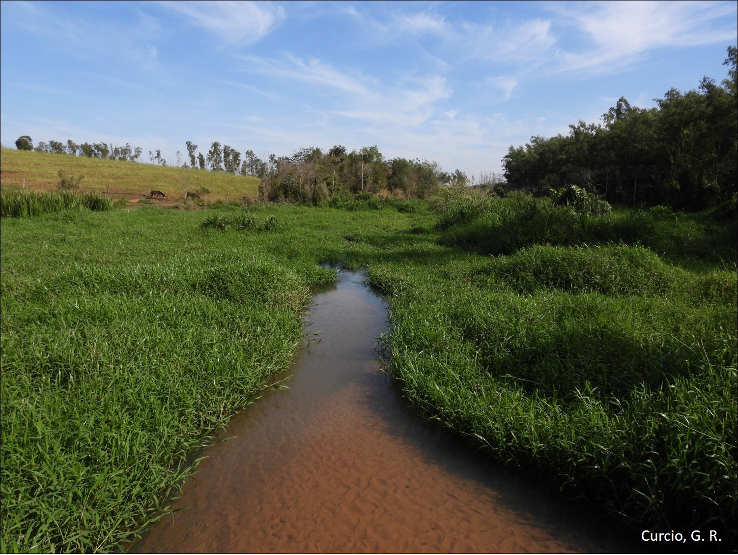 Figura 6 - Mortalidade da floresta fluvial em rio assoreado no Arenito Caiuá.