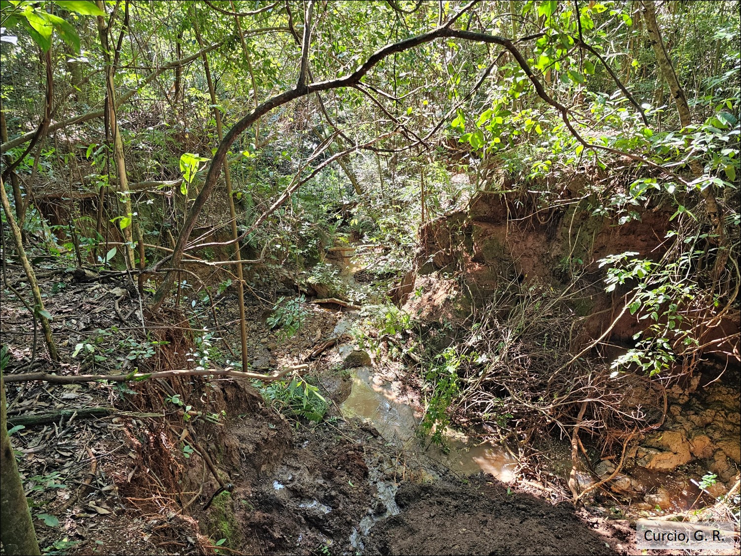 Figura 9 - Voçoroca em cabeceira de drenagem.