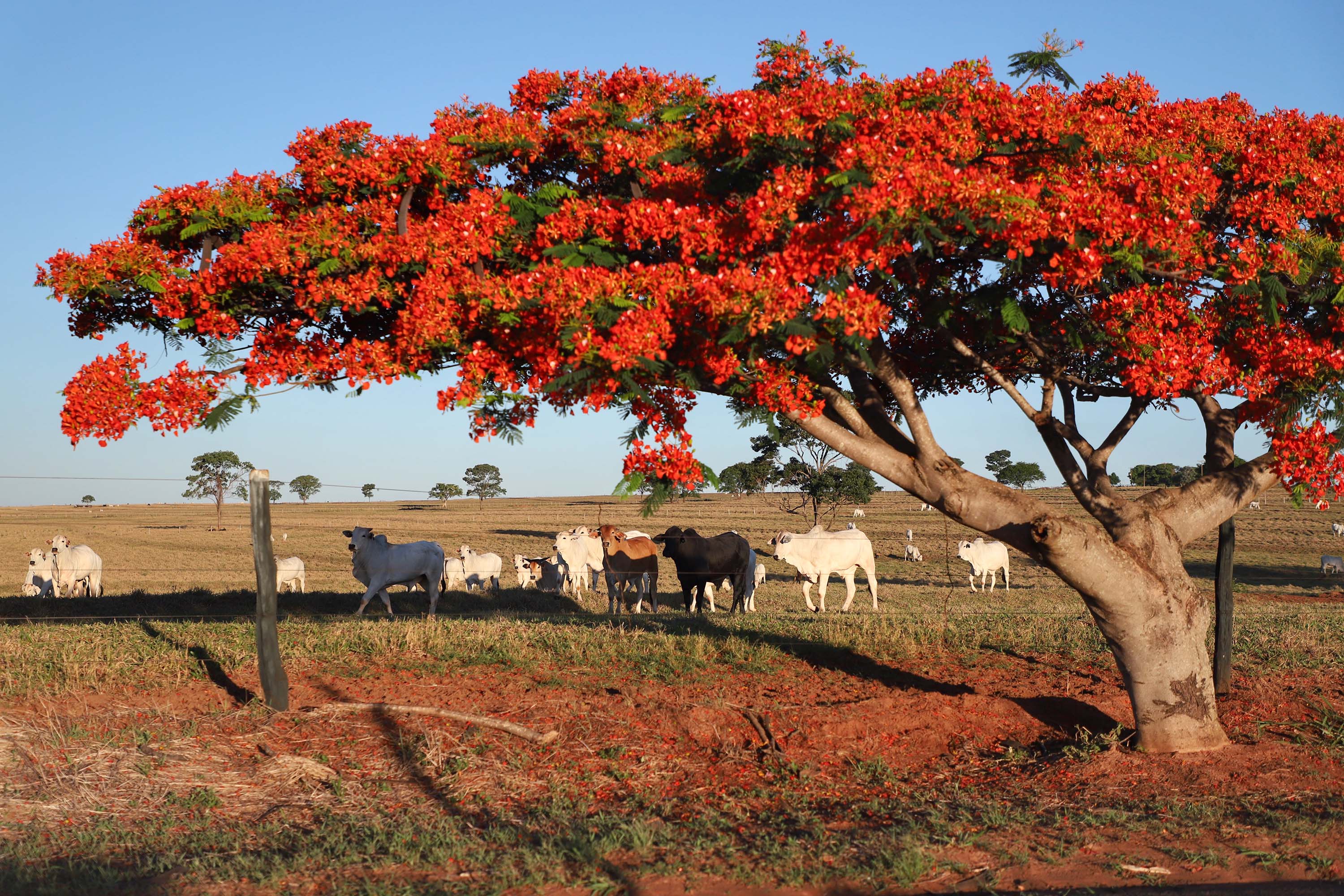 Com o término da campanha de atualização online, Adapar faz busca ativa para cadastramento de rebanhos