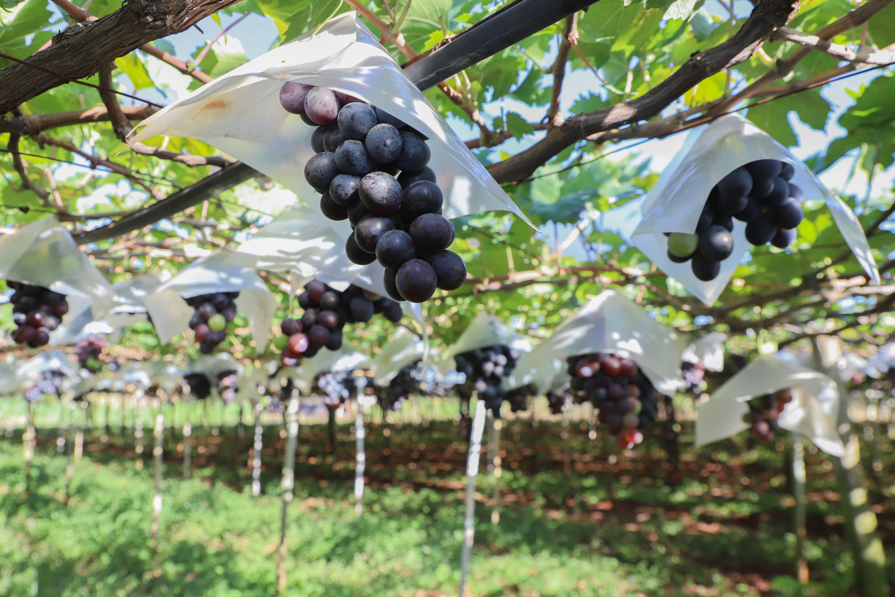 PDF) Rota das Frutas Vermelhas - agricultura familiar e turismo de  experiência na Chapada Diamantina – Bahia - Livro de resumos da XIV  Postgraduate Conference ESGHT-ISCAL 2023