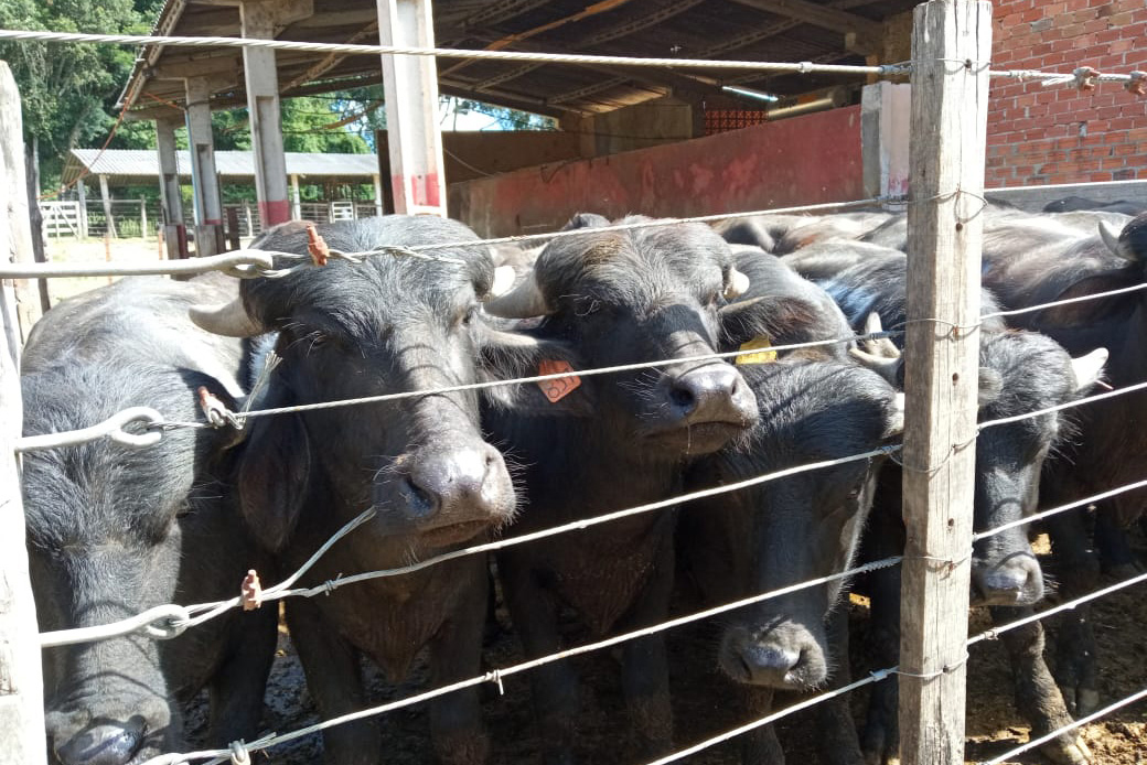 Boletim Agropecuário destaca bubalinocultura no Paraná