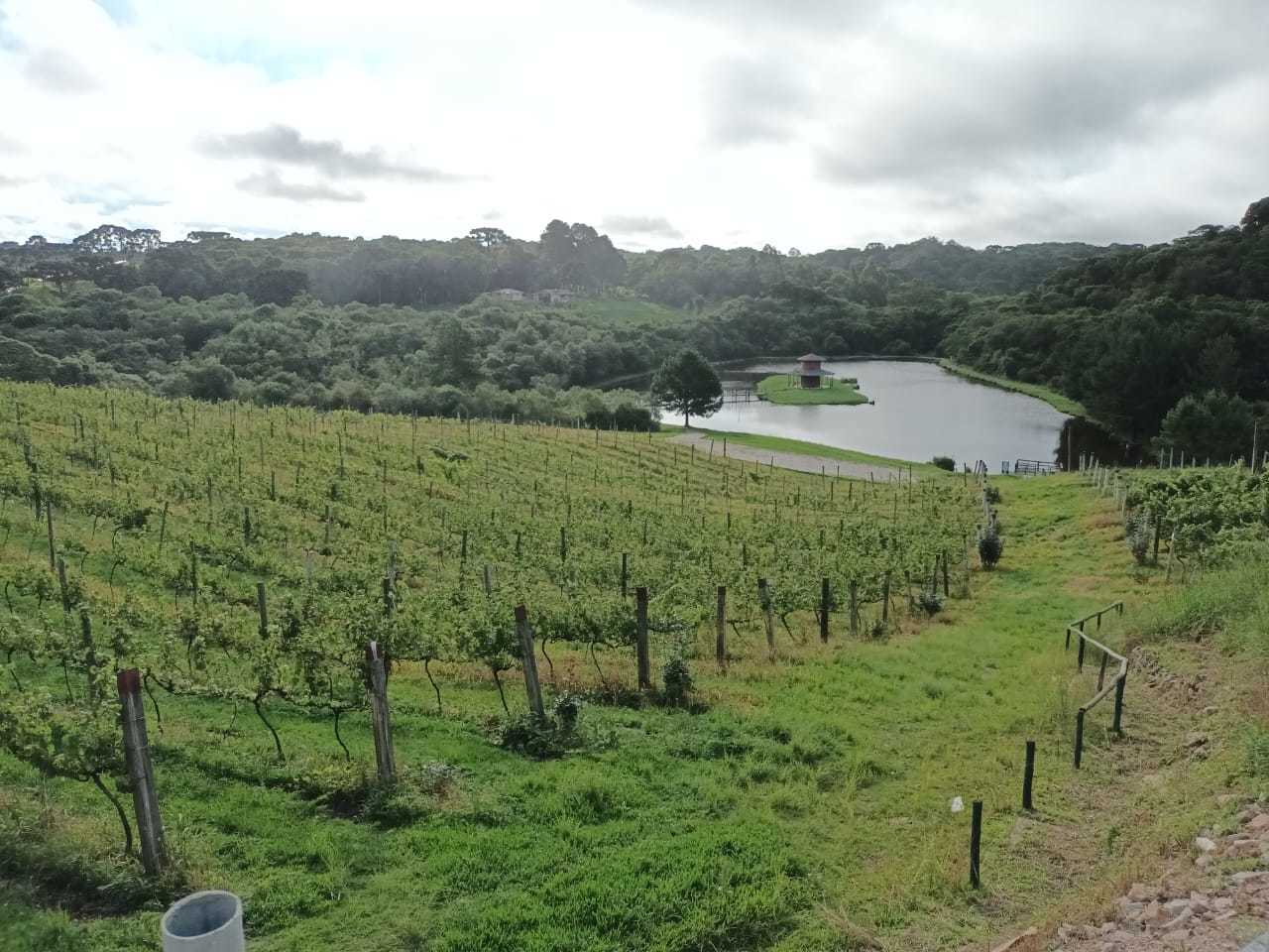 Revitalização da vitivinicultura paranaense é ressaltada em evento internacional