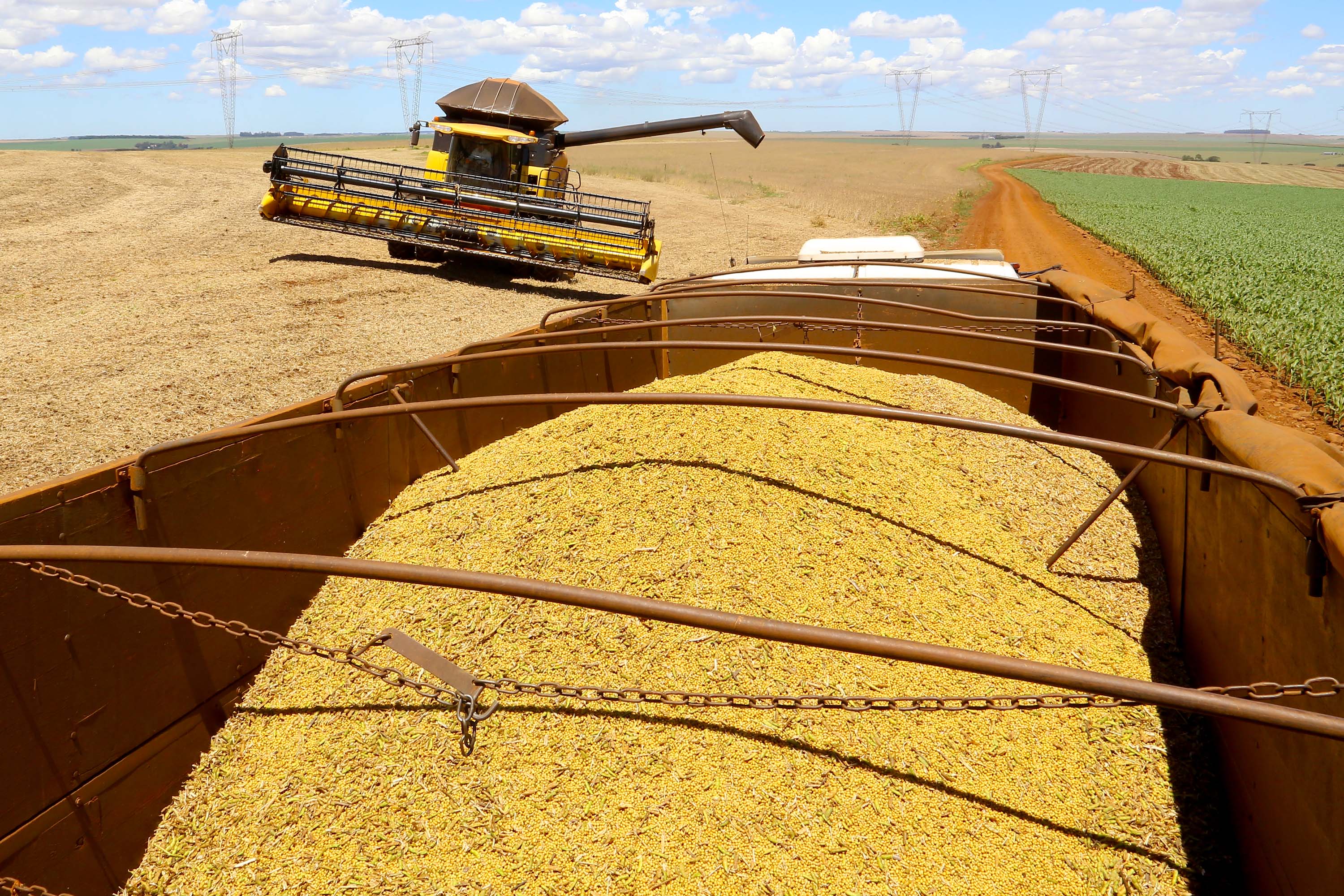 Boletim analisa safra de 18,8 milhões de toneladas de soja no Paraná e preços das carnes
