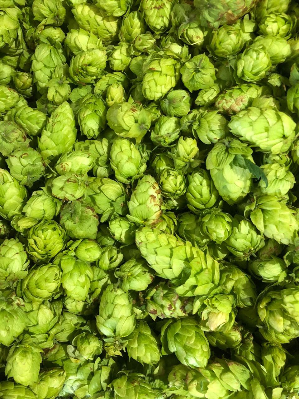 lupulo