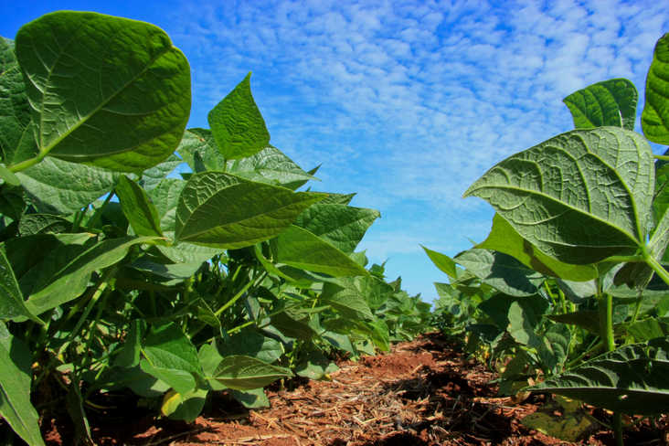 Deral destaca aumento de 33% na área de feijão e divulga estimativa da safra de inverno no Paraná