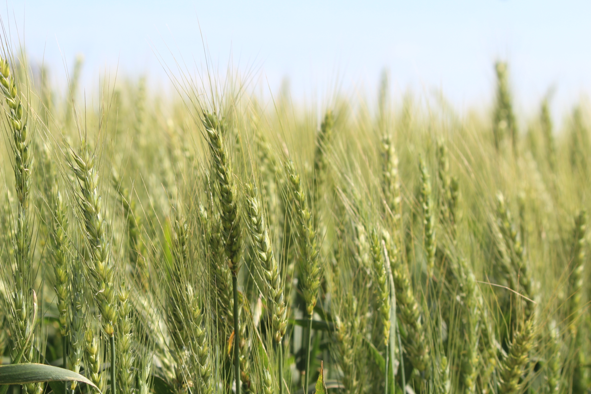 Deral destaca aumento de 33% na área de feijão e divulga estimativa da safra de inverno no Paraná