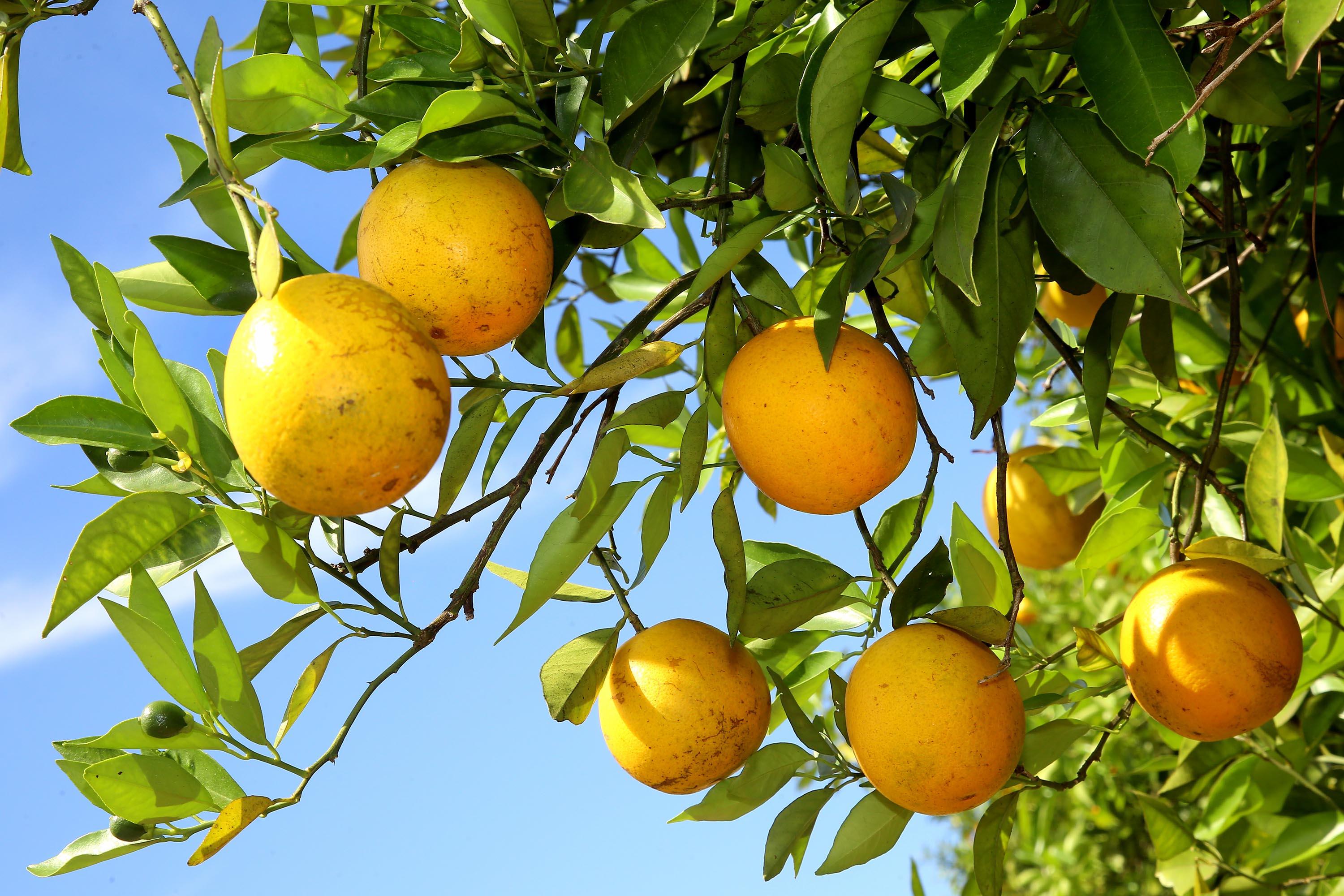 Produção de citros representa 53,7% da área de frutas no Paraná