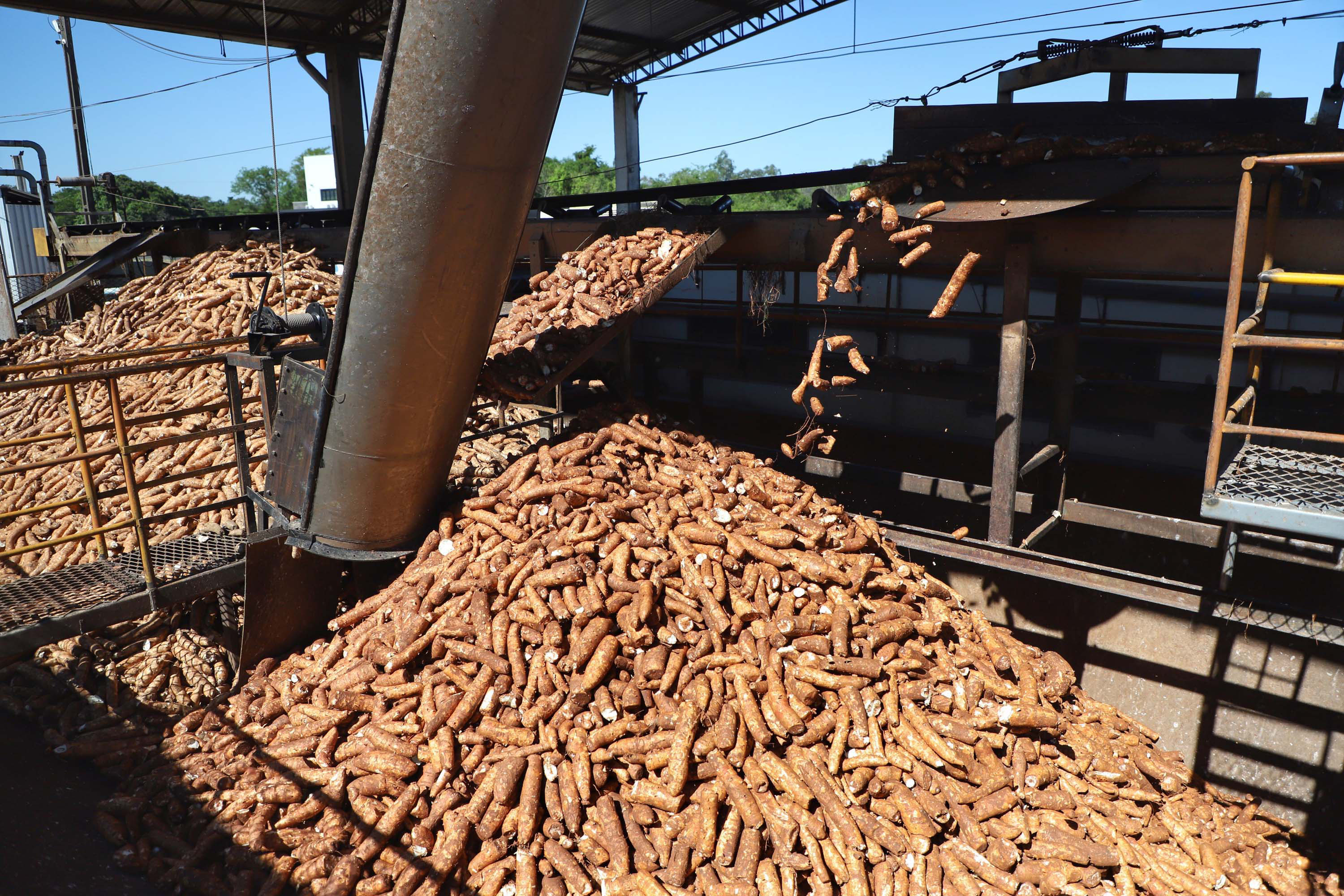 Deral estima crescimento de 6% na produção de mandioca em 2024