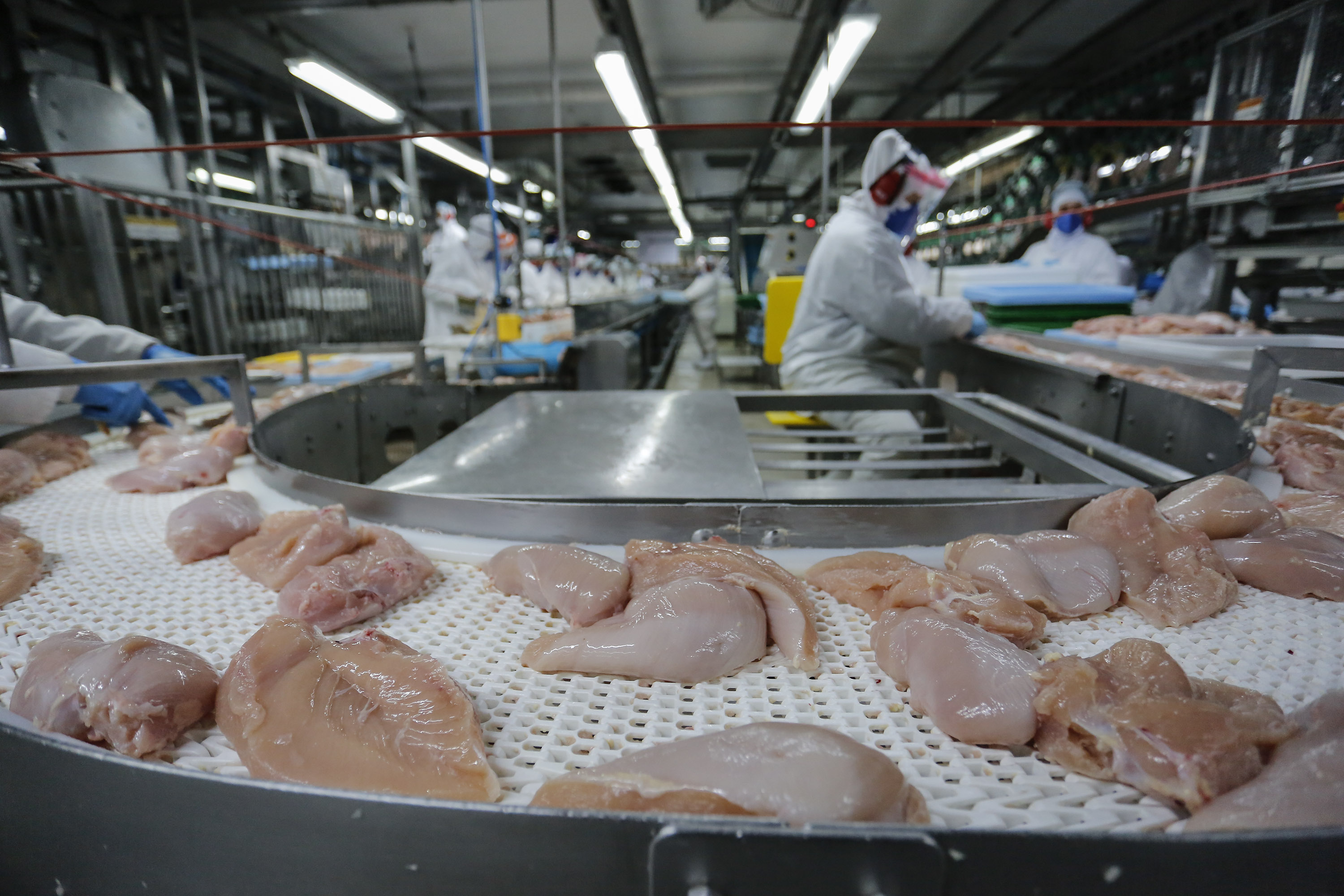 Paraná lidera com recorde produção de frango; abate de suínos também avança
