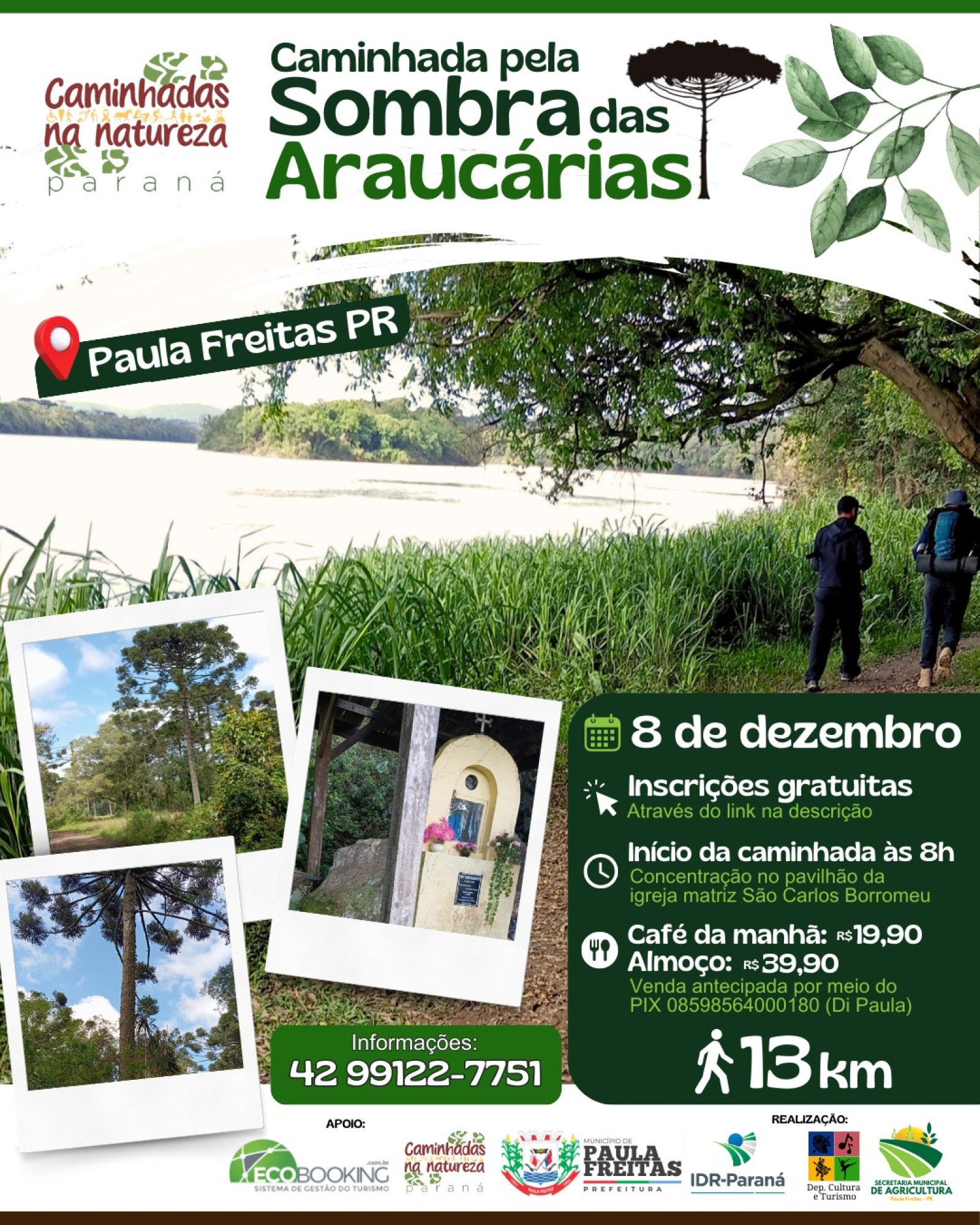 araucarias