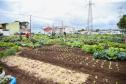 Uberaba ganha unidade do programa Hortas Comunitárias
