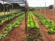 Moradores de Araruna ganham primeira Horta Comunitária