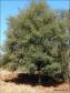 Cordia americana
