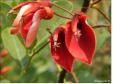 Erythrina crista-galli.