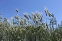 Paraná ganha programa para fomentar cultivo de cereais de inverno