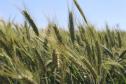 Paraná ganha programa para fomentar cultivo de cereais de inverno