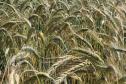 Paraná ganha programa para fomentar cultivo de cereais de inverno