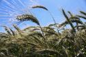 Paraná ganha programa para fomentar cultivo de cereais de inverno