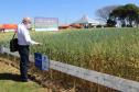 Paraná ganha programa para fomentar cultivo de cereais de inverno
