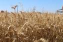 Paraná ganha programa para fomentar cultivo de cereais de inverno