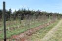 IDR-Paraná inaugura viveiro em Santa Tereza do Oeste para melhorar produção de uva