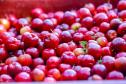 Japurá abraça a acerola e faz da fruta fonte de emprego, renda no campo e desenvolvimento