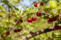 Japurá abraça a acerola e faz da fruta fonte de emprego, renda no campo e desenvolvimento