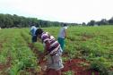 Renda Agricultor Familiar investe R$ 18 milhões para melhorar vida dos paranaenses do campo