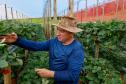 Com Indicação Geográfica, morango do Norte Pioneiro impulsiona renda de produtores