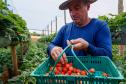 Com Indicação Geográfica, morango do Norte Pioneiro impulsiona renda de produtores